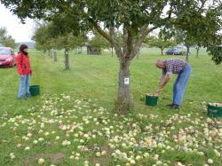 Obsternte Und Maischen 2012 06